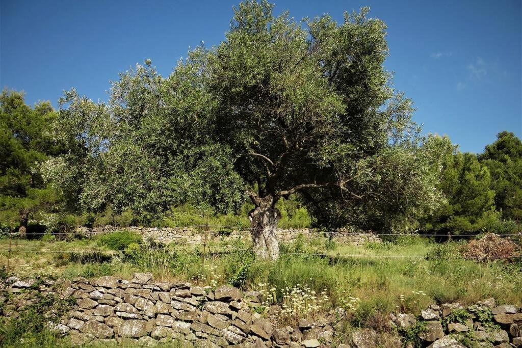 Вилла L'Arbre A Soleil Aigues-Vives  Экстерьер фото